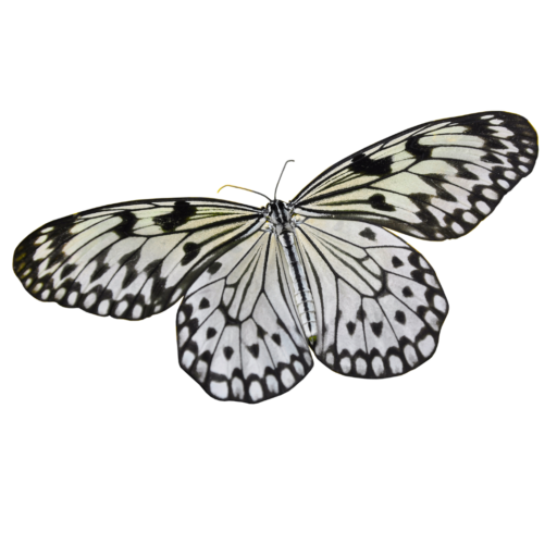 This is the tranquil image of the beautiful butterfly. This is a symbol of what the Cocoon Healing retreat is about... Going within our inner protection and coming out better than when we started.