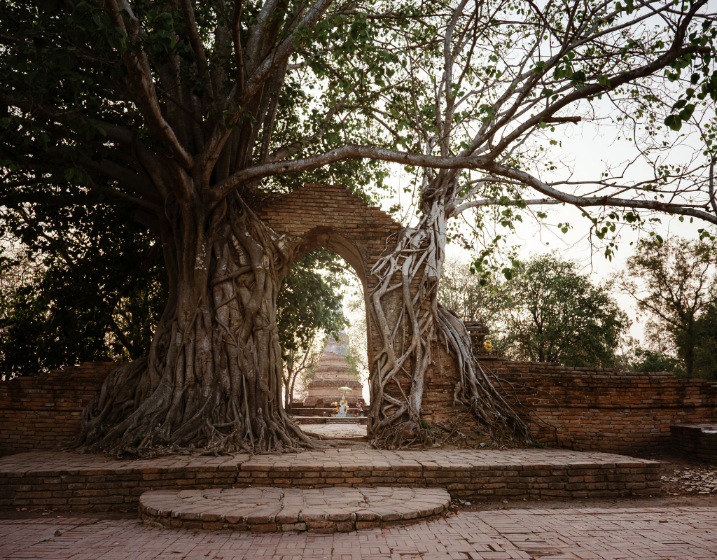 Wooden archway in nature resembling a portal, symbolizing past life regression.